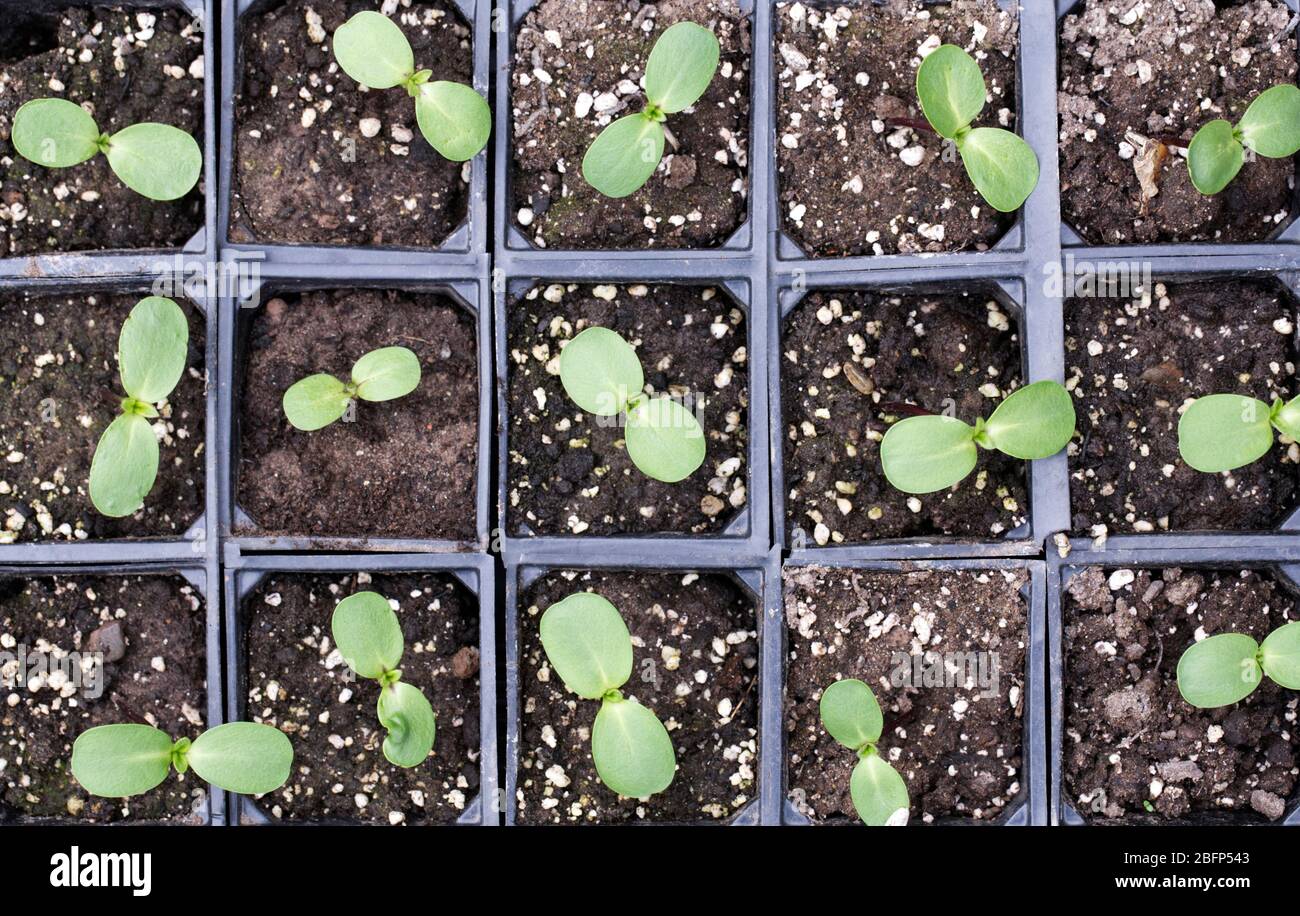Germination des graines de tournesol Banque de photographies et d