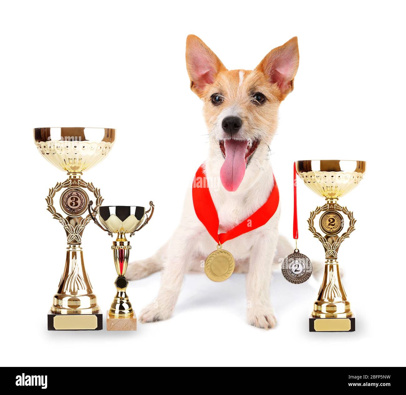 Drôle petit chien Jack Russell terrier avec des coupes de trophées et des médailles isolées sur blanc Banque D'Images