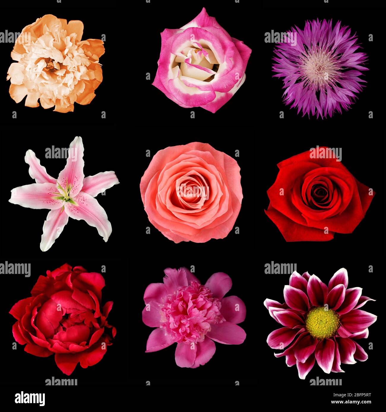 Belles fleurs sur fond noir. Différents collages de fleurs. Banque D'Images