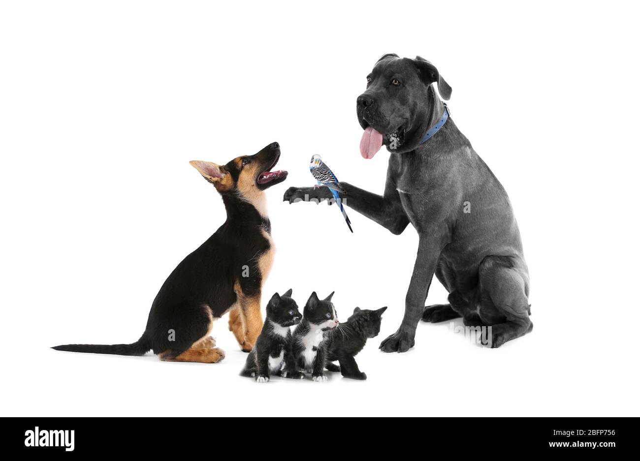 Groupe d'animaux sur fond blanc. L'amitié des animaux. Banque D'Images