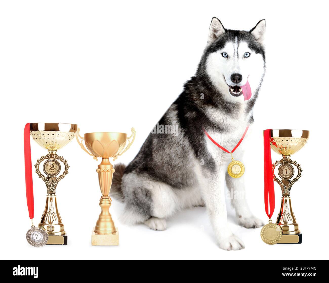Magnifique husky mignon avec des coupes de trophées et des médailles isolées sur blanc Banque D'Images