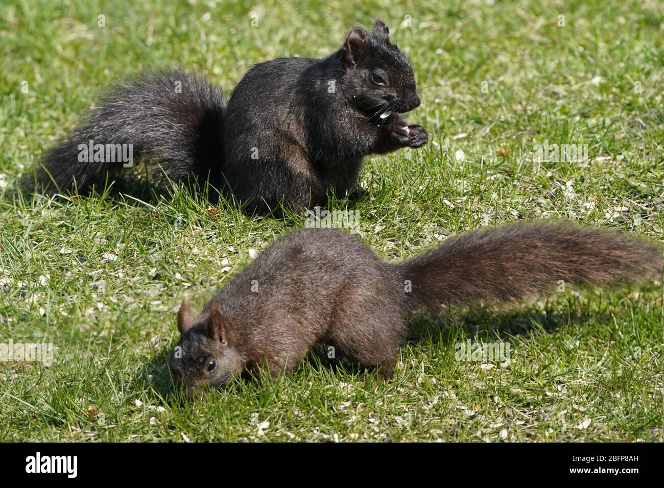 Écureuils noirs nettoyage des gradins du convoyeur Banque D'Images