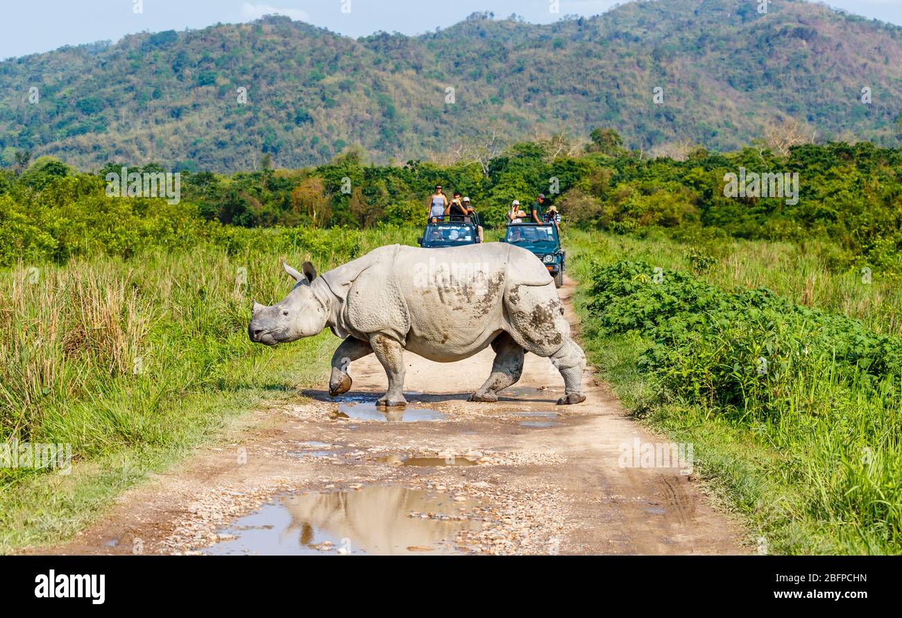 Un rhinocéros indien (Rhinoceros unicornis) traverse une route devant les jeeps avec des touristes dans le parc national de Kaziranga, Assam, dans le nord-est de l'Inde Banque D'Images