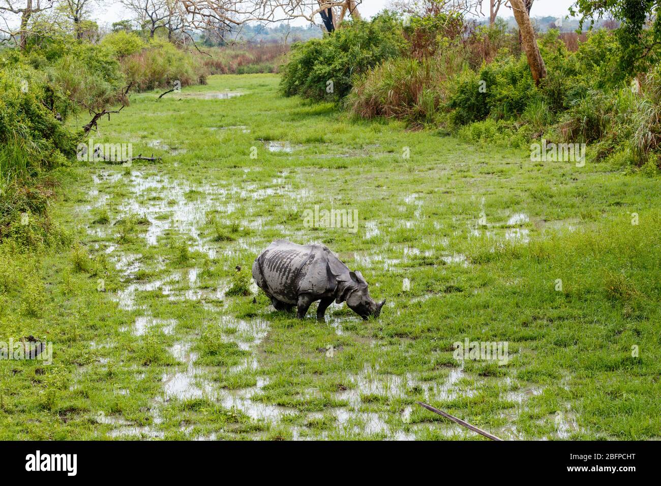 Un rhinocéros indien (Rhinoceros unicornis) se coure dans des zones humides marécageuses du parc national de Kaziranga, Assam, dans le nord-est de l'Inde Banque D'Images