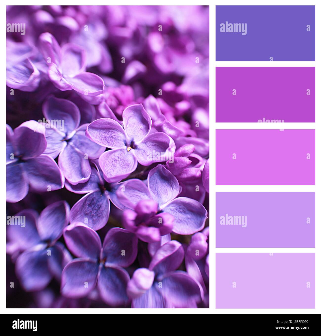 Couleur lilas assorti et belles fleurs, closeup Photo Stock - Alamy