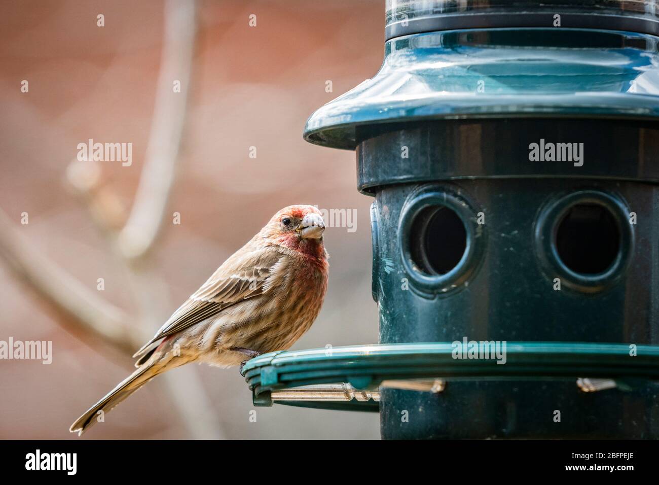 Finch maison masculine perché à un oiseau de la charpille. Banque D'Images