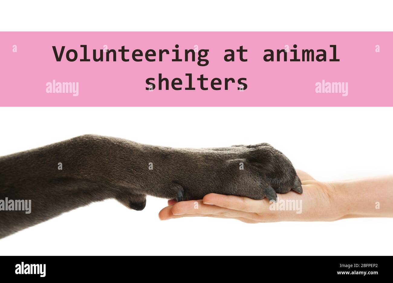 Concept de bénévolat dans les abris pour animaux. Paw chien et main femelle sur fond blanc Banque D'Images