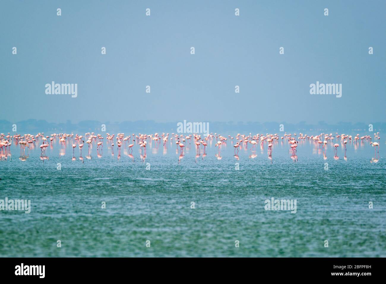 Oiseaux roses flamants au lac de sel de Sambhar au Rajasthan. Inde Banque D'Images