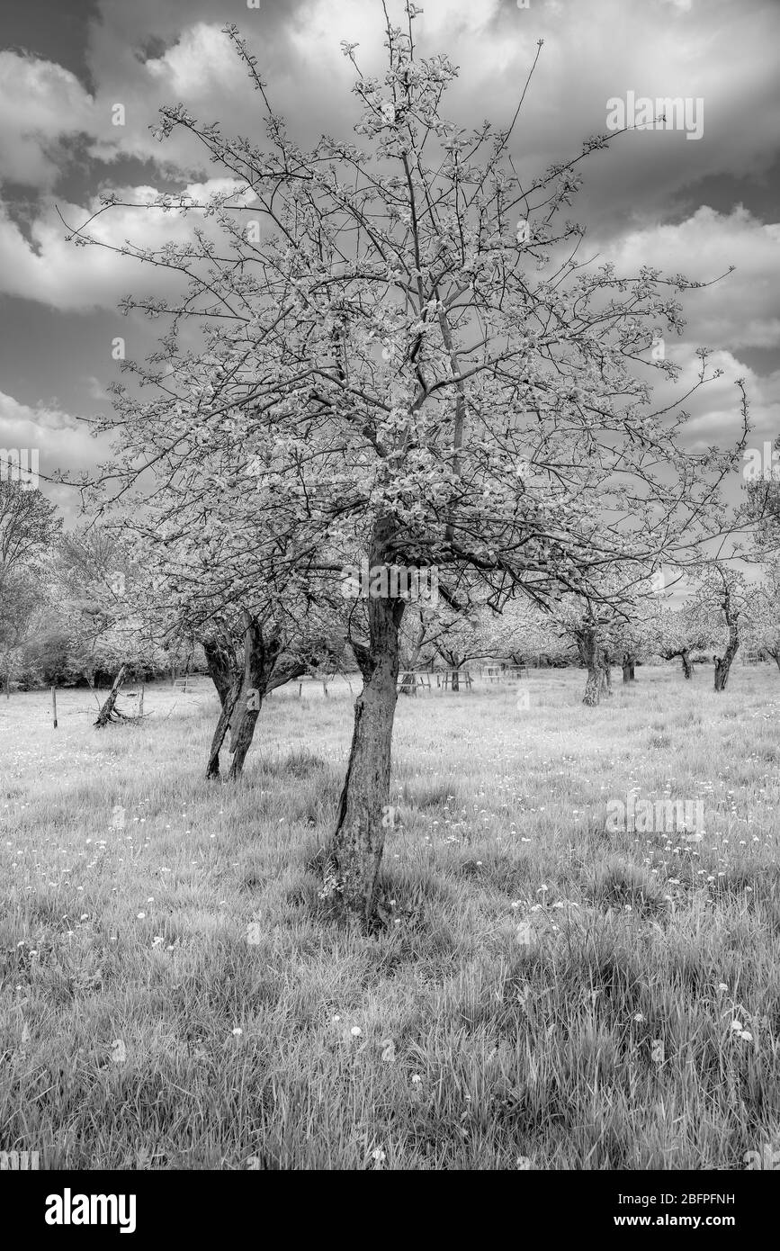 Arbres fruitiers anciens, photographie infrarouge. Banque D'Images