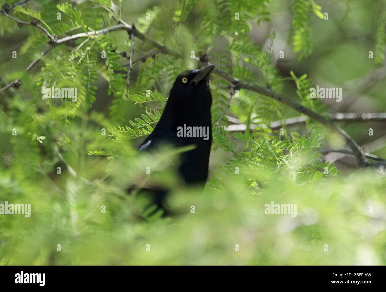 Un grackle se trouve au milieu d'une végétation dense Banque D'Images