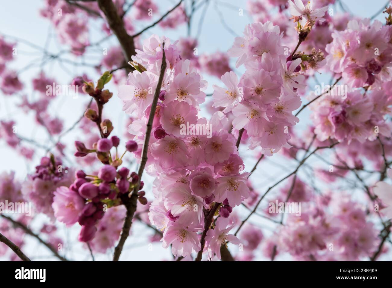 Un bref moment de saison au printemps est le gonflement de l'arbre sakura. Banque D'Images