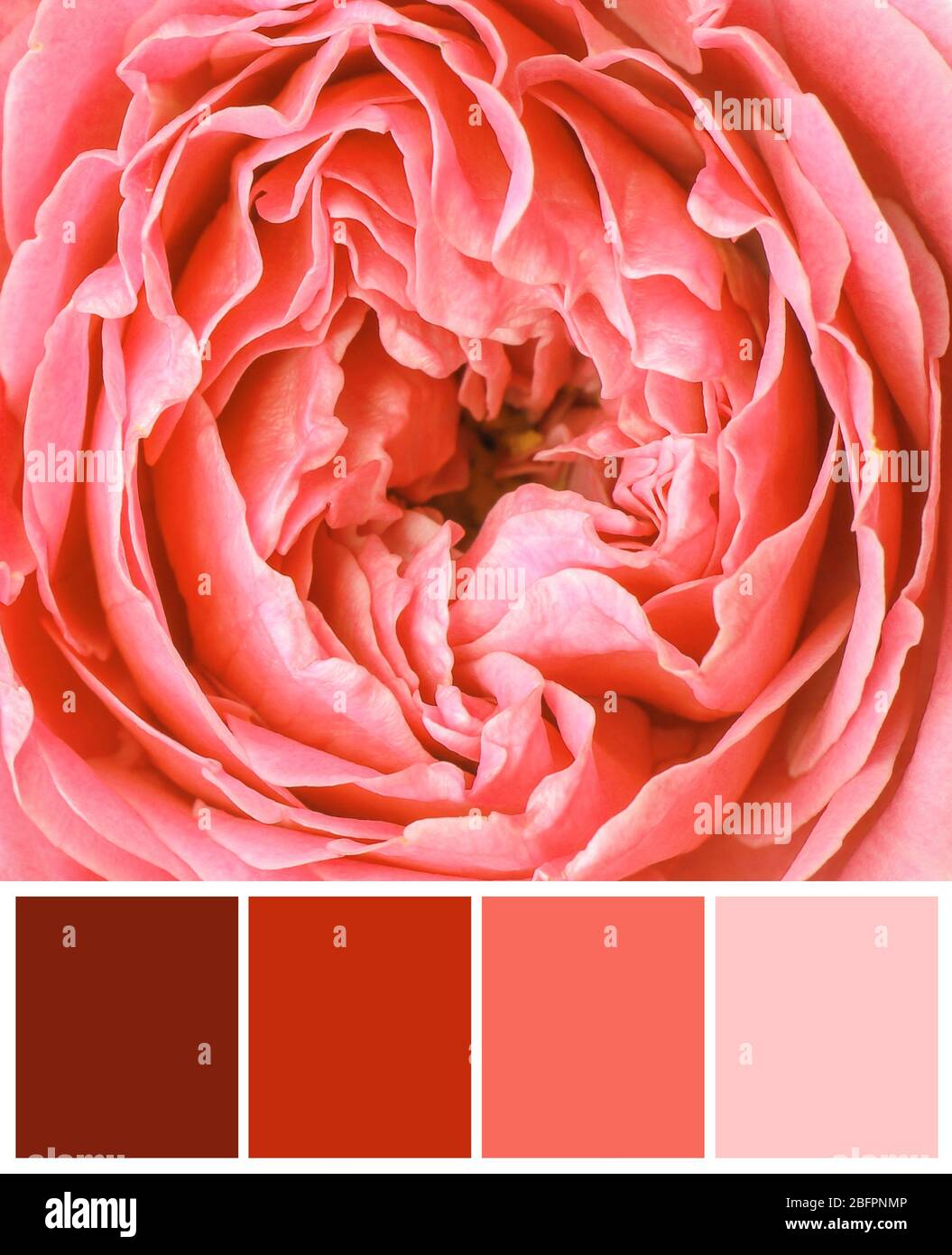 Palette de couleur saumon et belle fleur, clôture Banque D'Images