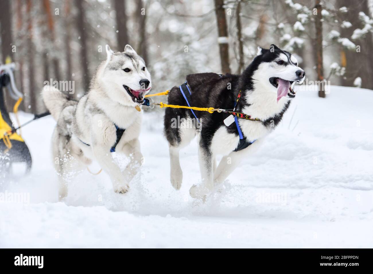 Les chiens de traîneau Husky sont dans le faisceau et tirent le pilote de chien. Compétition de championnat de sport d'hiver.TI Banque D'Images