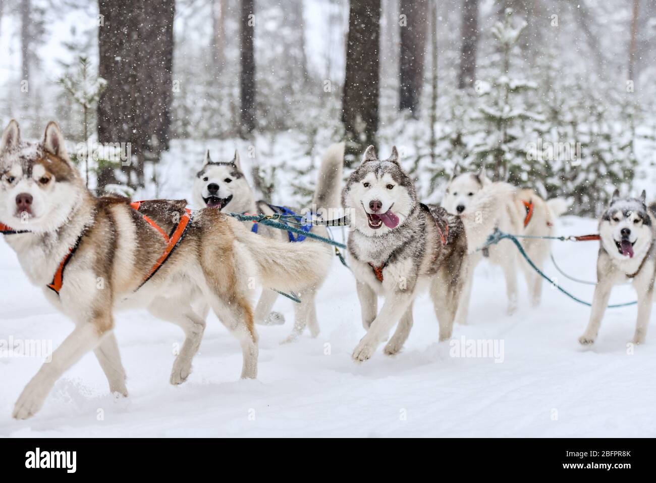 L'équipe de chiens de traîneau husky de Sibérie est en charge de la course  de harnais et de la traction du pilote de chien. Compétition de championnat  de sport d'hiver Photo Stock -