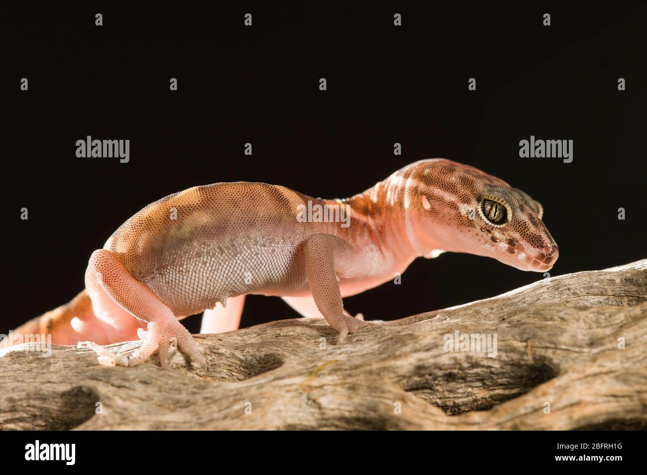 Western Banded Gecko (Coleonyx variegatus), nuit, Sud-Ouest des Etats-Unis, par Dominique Braud/Dembinsky photo Assoc Banque D'Images