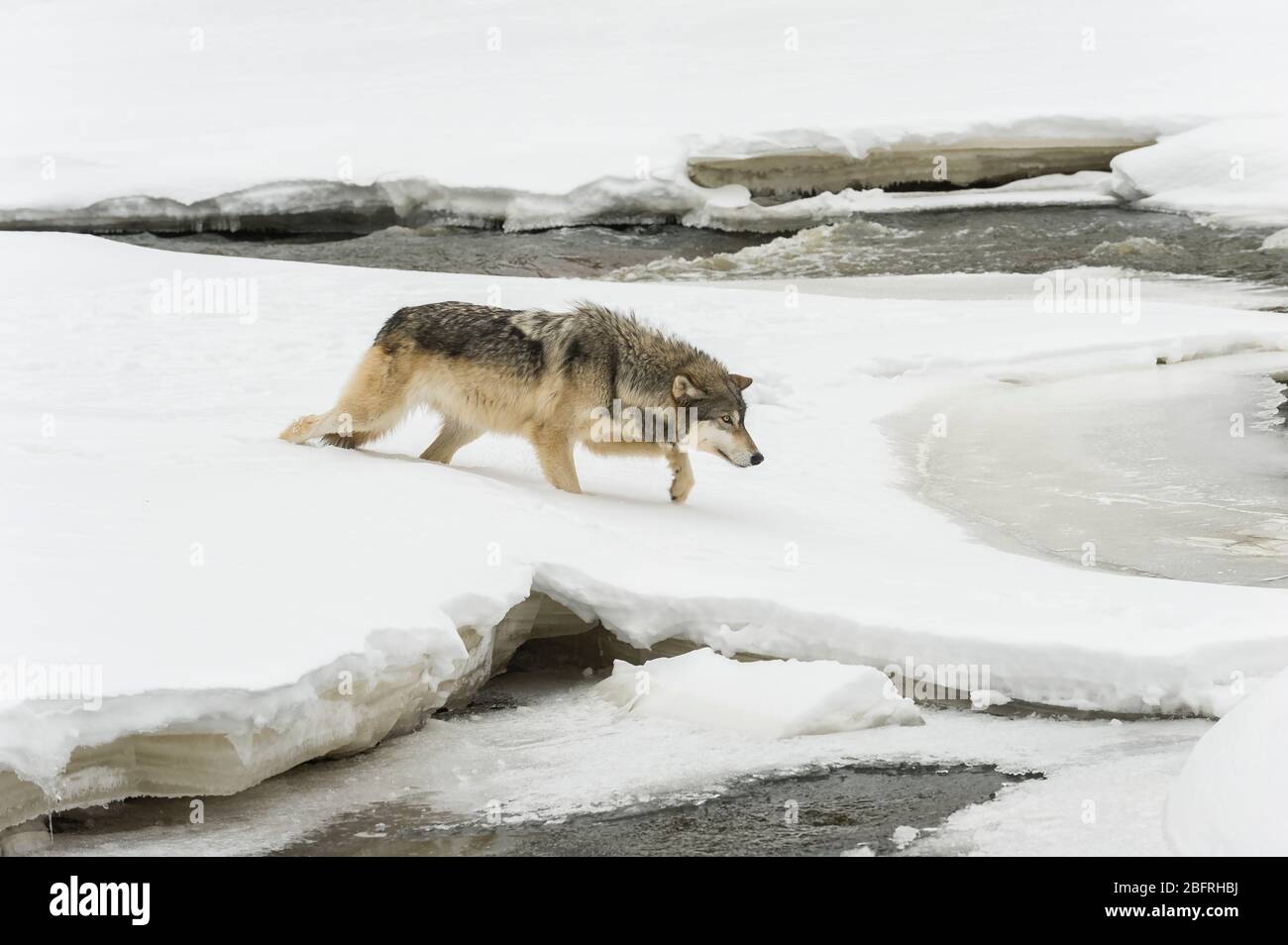 Gris Wolf, hiver, Amérique du Nord, par Dominique Braud/Dembinsky photo Assoc Banque D'Images