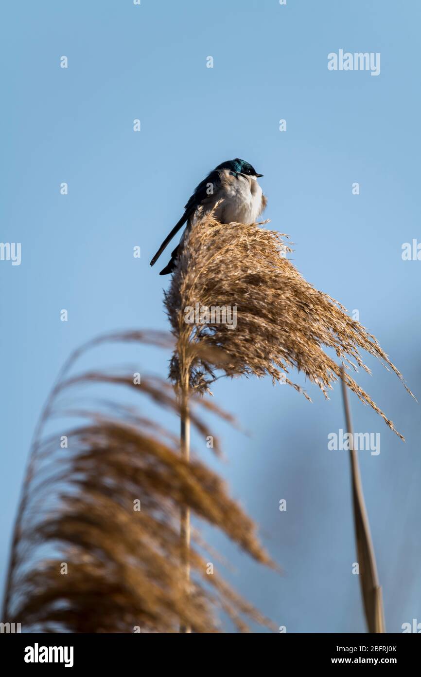 Avaler les arbres sur les graminées des marais Banque D'Images