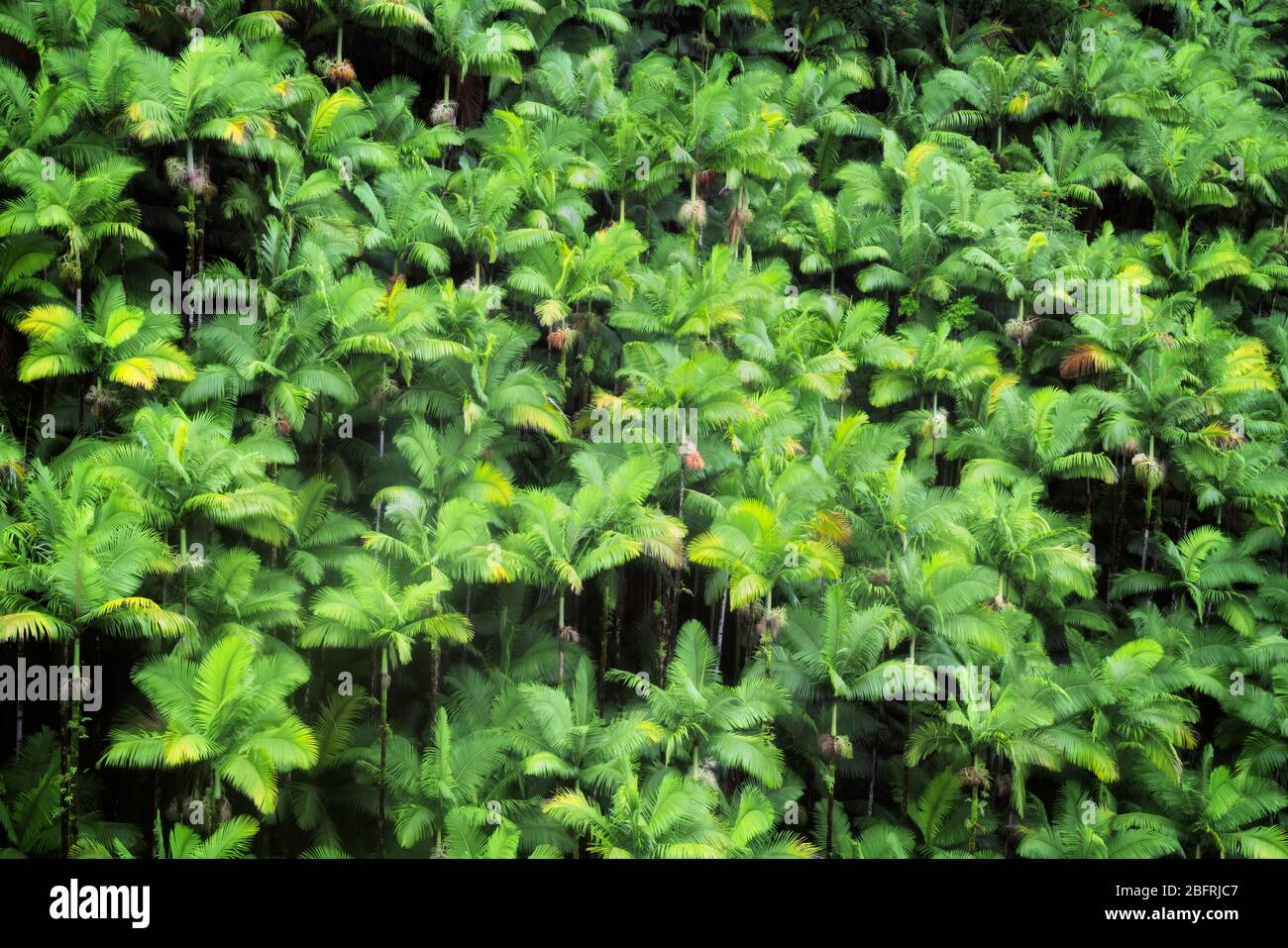 La forêt dense des palmiers pousse dans les nombreuses gorges le long de la côte Hamakua sur la Grande île d'Hawaï. Banque D'Images