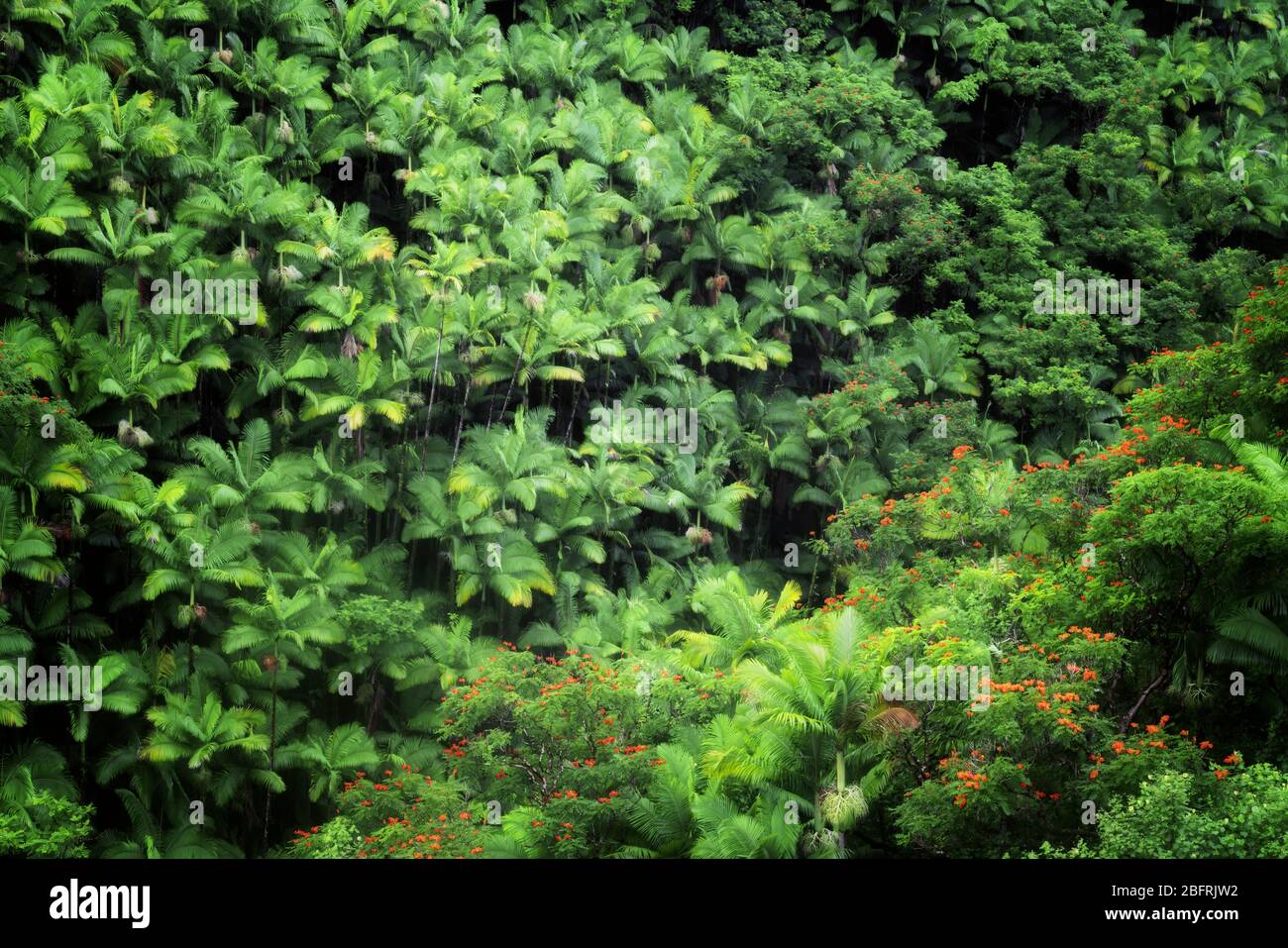 La forêt dense de palmiers et les arbres de tulipes africains en fleurs poussent dans les nombreuses gorges le long de la côte Hamakua sur la Grande île d'Hawaï. Banque D'Images