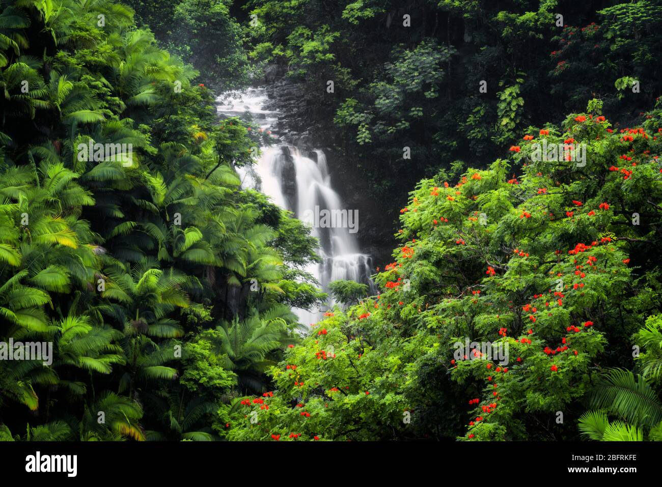 La cascade saisonnière coule parmi la végétation dense de la forêt tropicale des palmiers et des tulipes africaines fleuries le long de la côte Hamakua sur la Grande Isla Banque D'Images