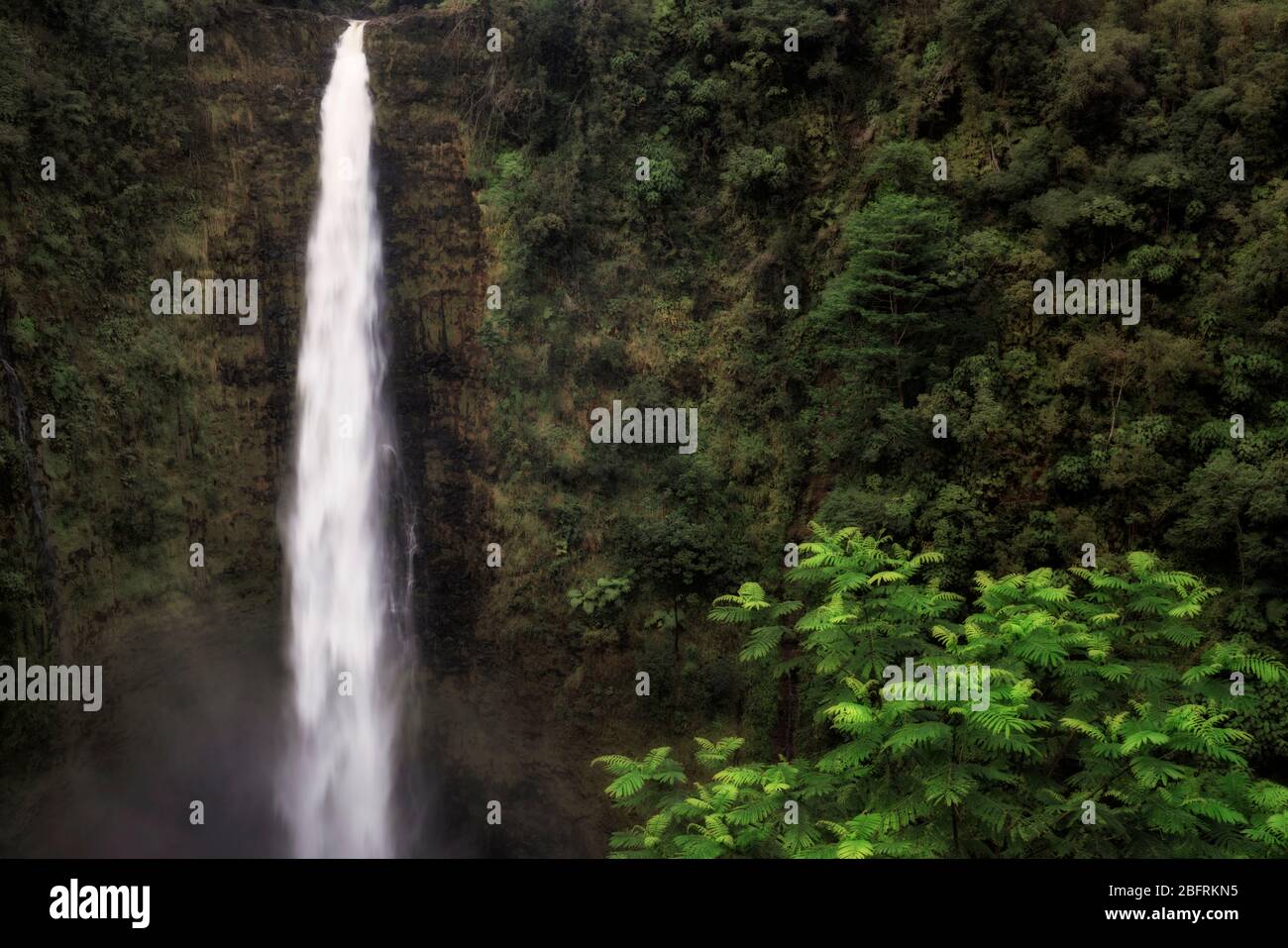Les chutes d'Akaka plongent 442 pieds dans une gorge profonde sur la Grande île d'Hawaï. Banque D'Images