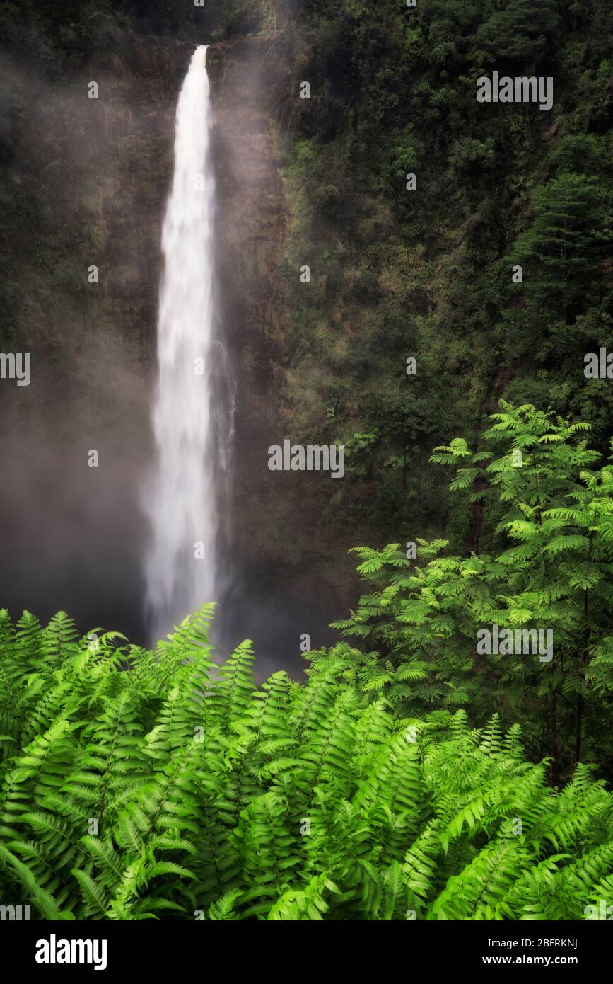 Les chutes d'Akaka plongent 442 pieds dans une gorge profonde sur la Grande île d'Hawaï. Banque D'Images