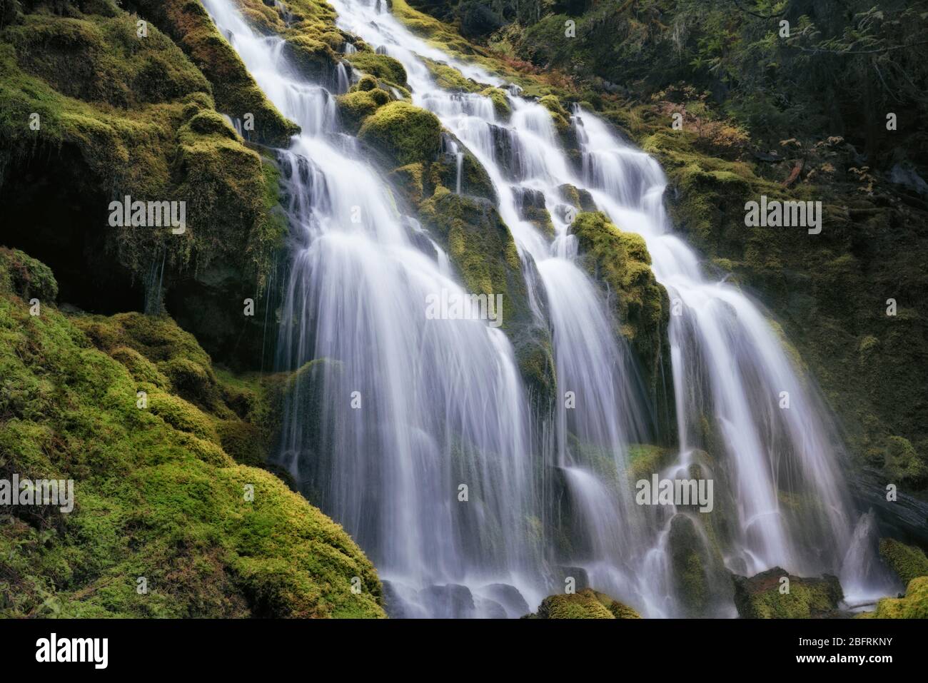 Les chutes de Upper Proxy se répandent sur des mousses ont couvert le basalte en colonnes dans le comté de Three Sisters Wilderness et Lane de l'Oregon. Banque D'Images