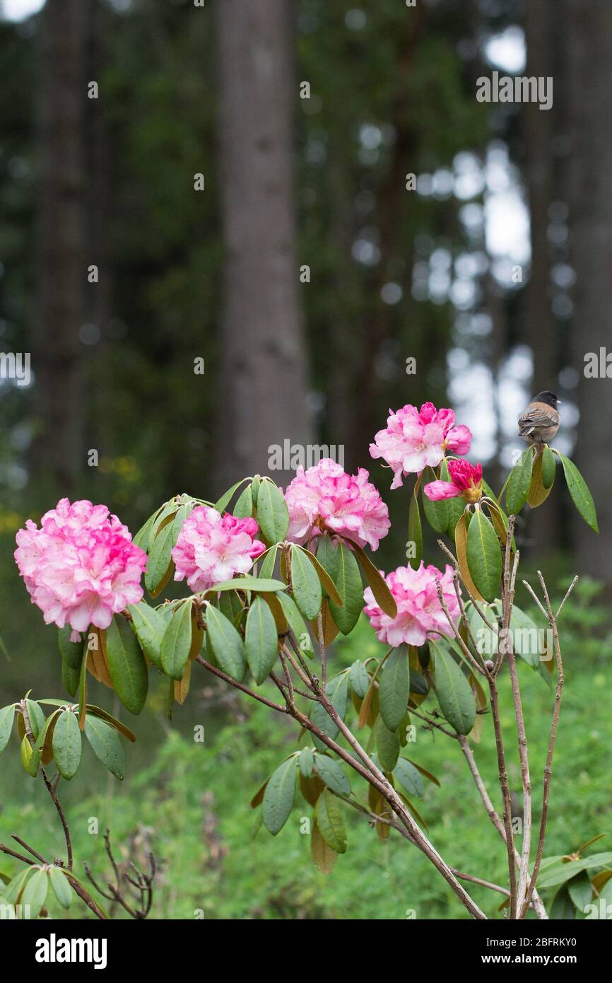 Un oiseau assis sur un rhododendron rose. Banque D'Images