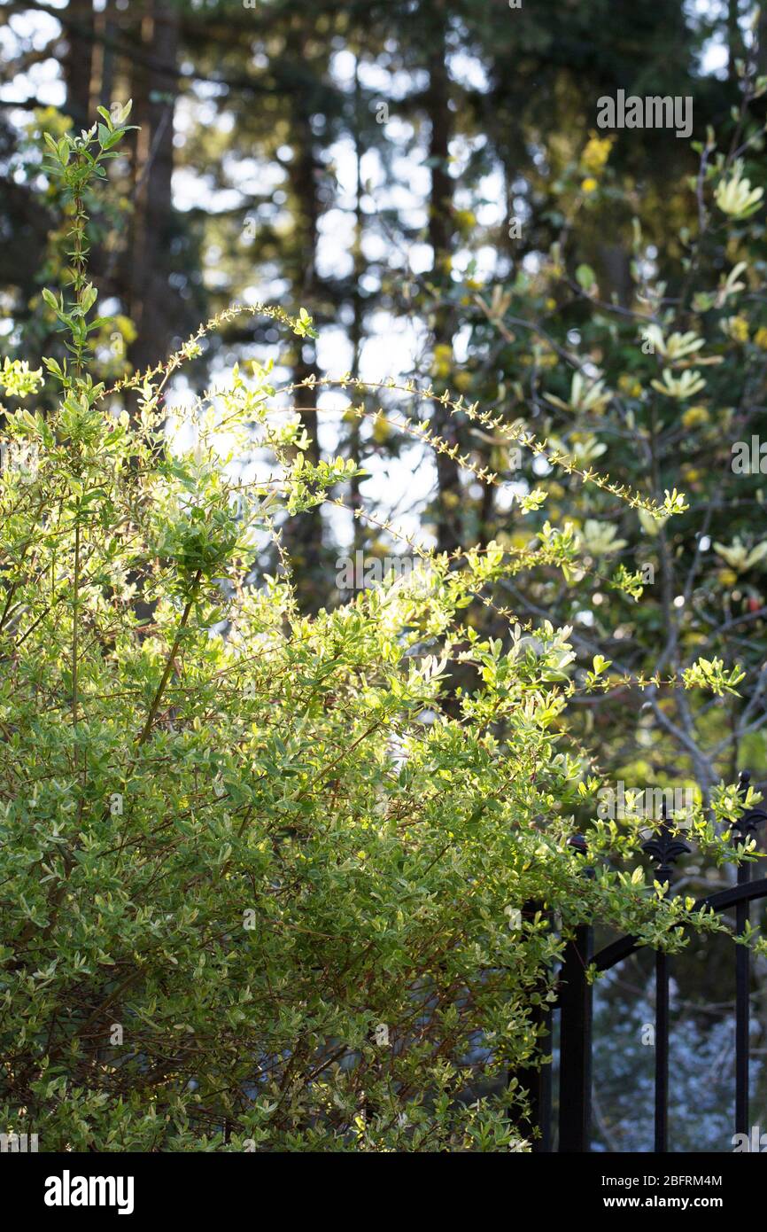 Salix integra 'Hakuro Nishiki' - saule aux pommes. Banque D'Images