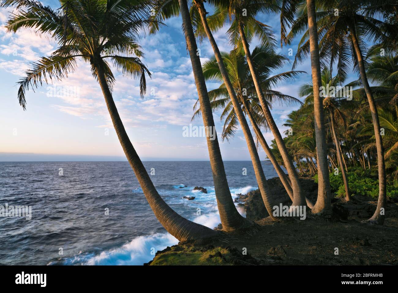 Première beauté légère le long de la côte de Puna bordée de palmiers sur la Grande île d'Hawaï. Banque D'Images