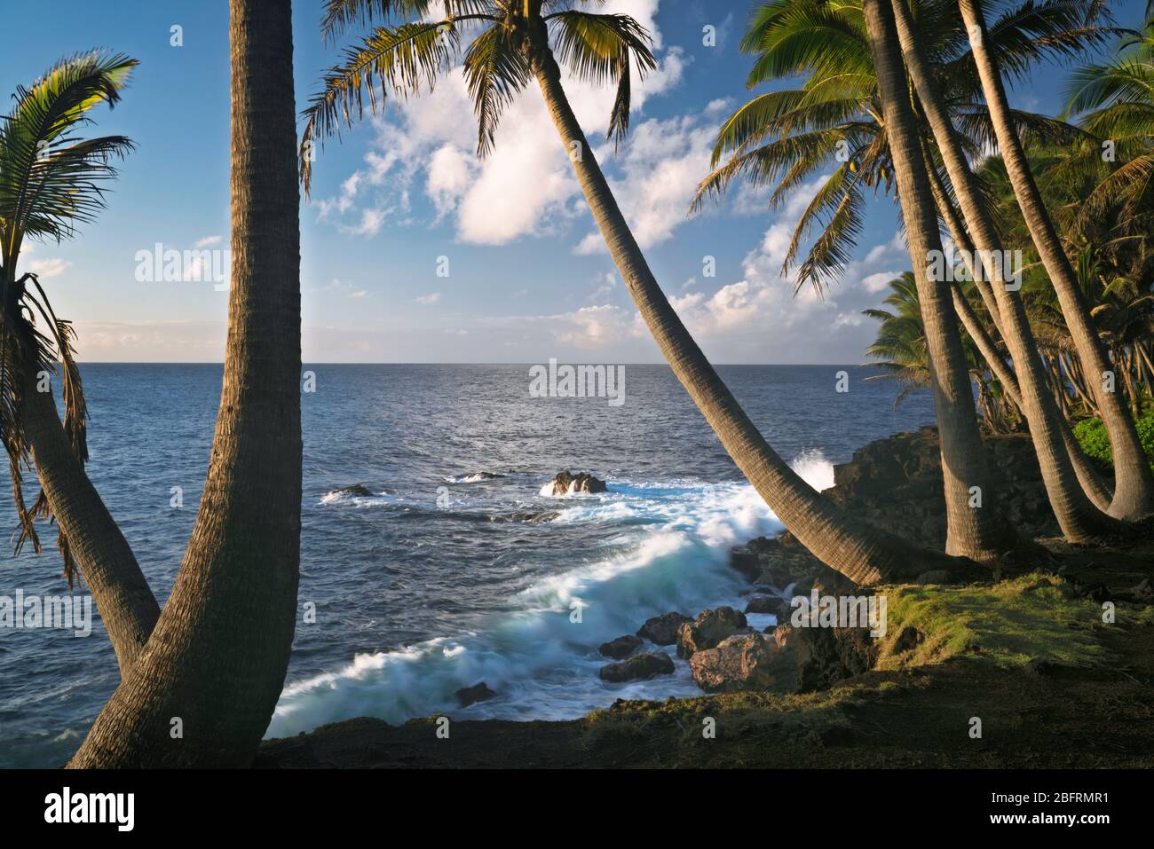 Lumière magique du matin le long de la côte de Puna bordée de palmiers sur la Grande île d'Hawaï. Banque D'Images