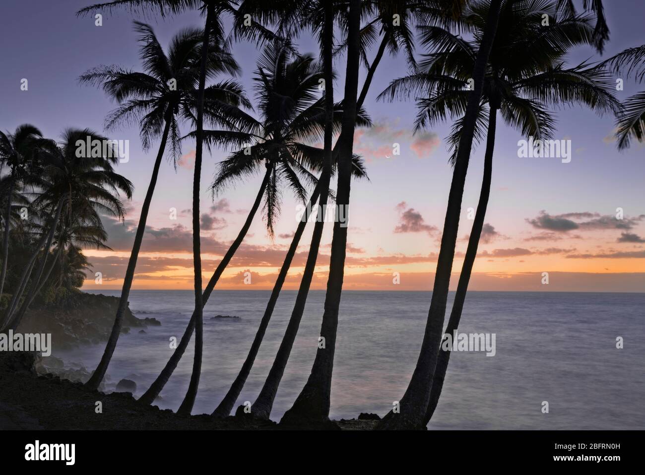 Une lune de croissant se fixe parmi les couleurs du lever du soleil et les palmiers côtiers de Puna silhouettés sur la Grande île d'Hawaï. Banque D'Images