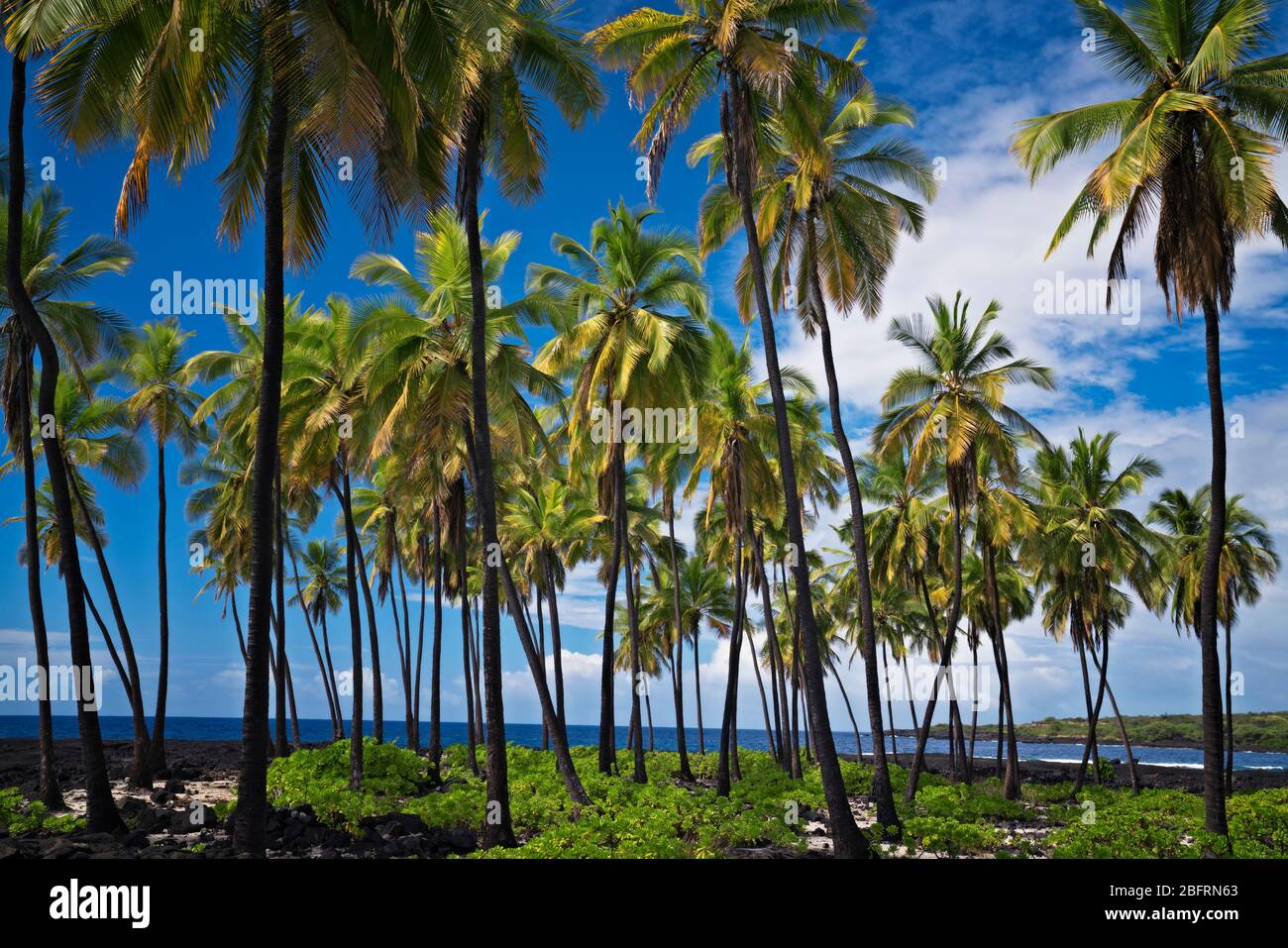 La beauté tropicale le long de la côte de Kona, à l'endroit de refuge National Historical Park sur la grande île d'Hawaï. Banque D'Images