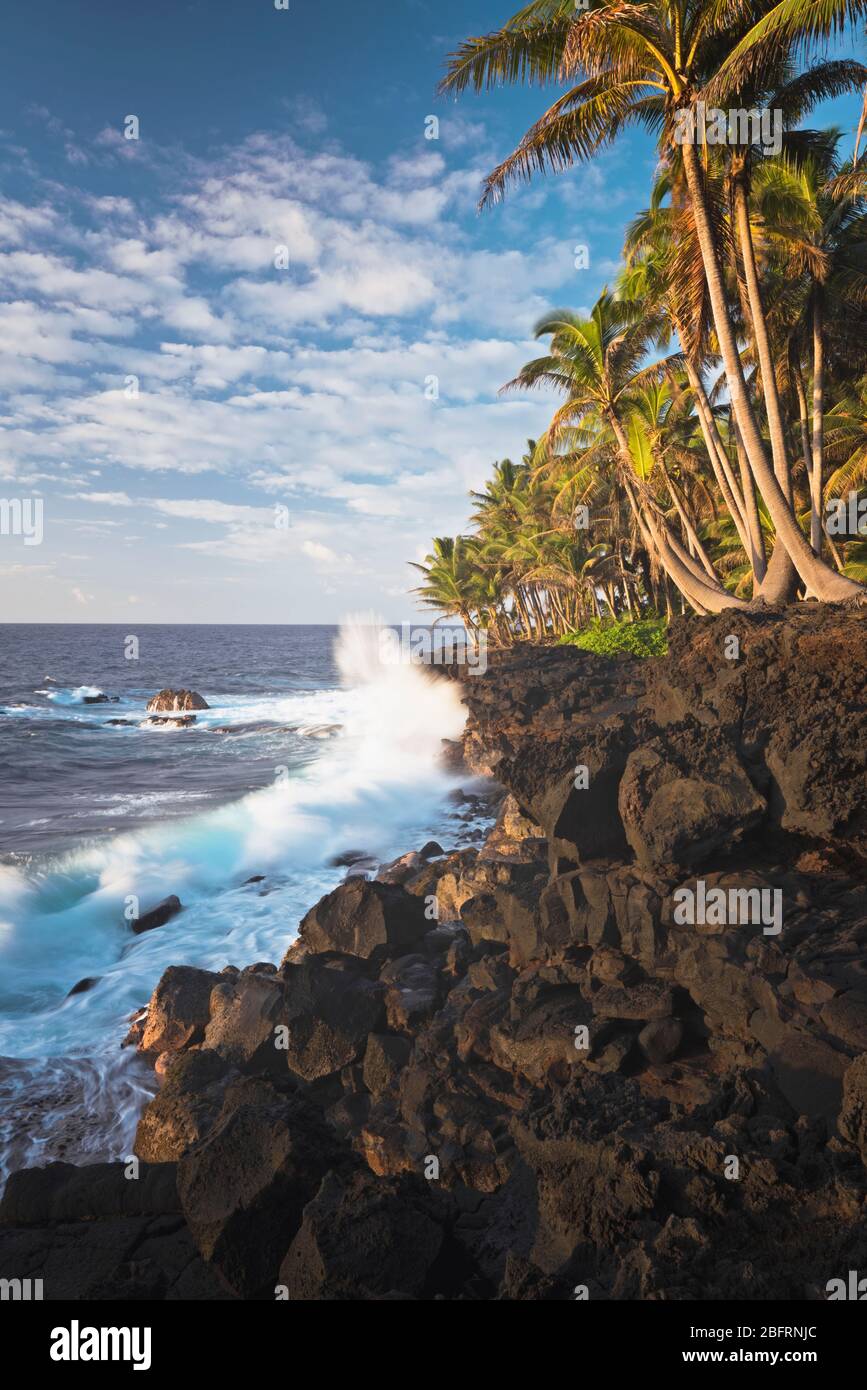 Les vagues lumineuses du matin s'écrasent contre la rive de lave et la côte de Puna bordée de palmiers sur la Grande île d'Hawaï. Banque D'Images