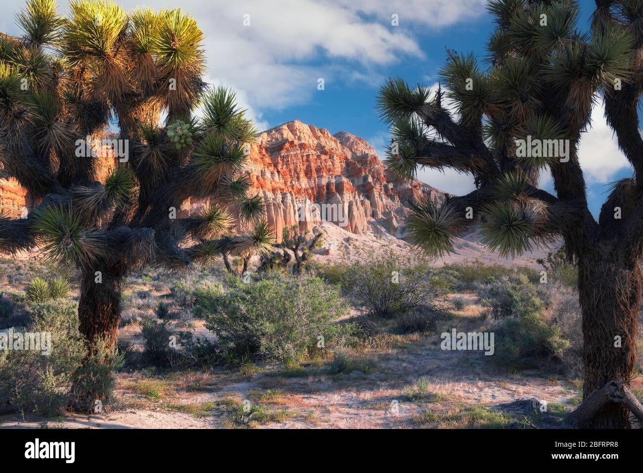 Lumière du matin sur les falaises érodées colorées parmi les Joshua arbres au Red Rock Canyon State Park de Californie. Banque D'Images