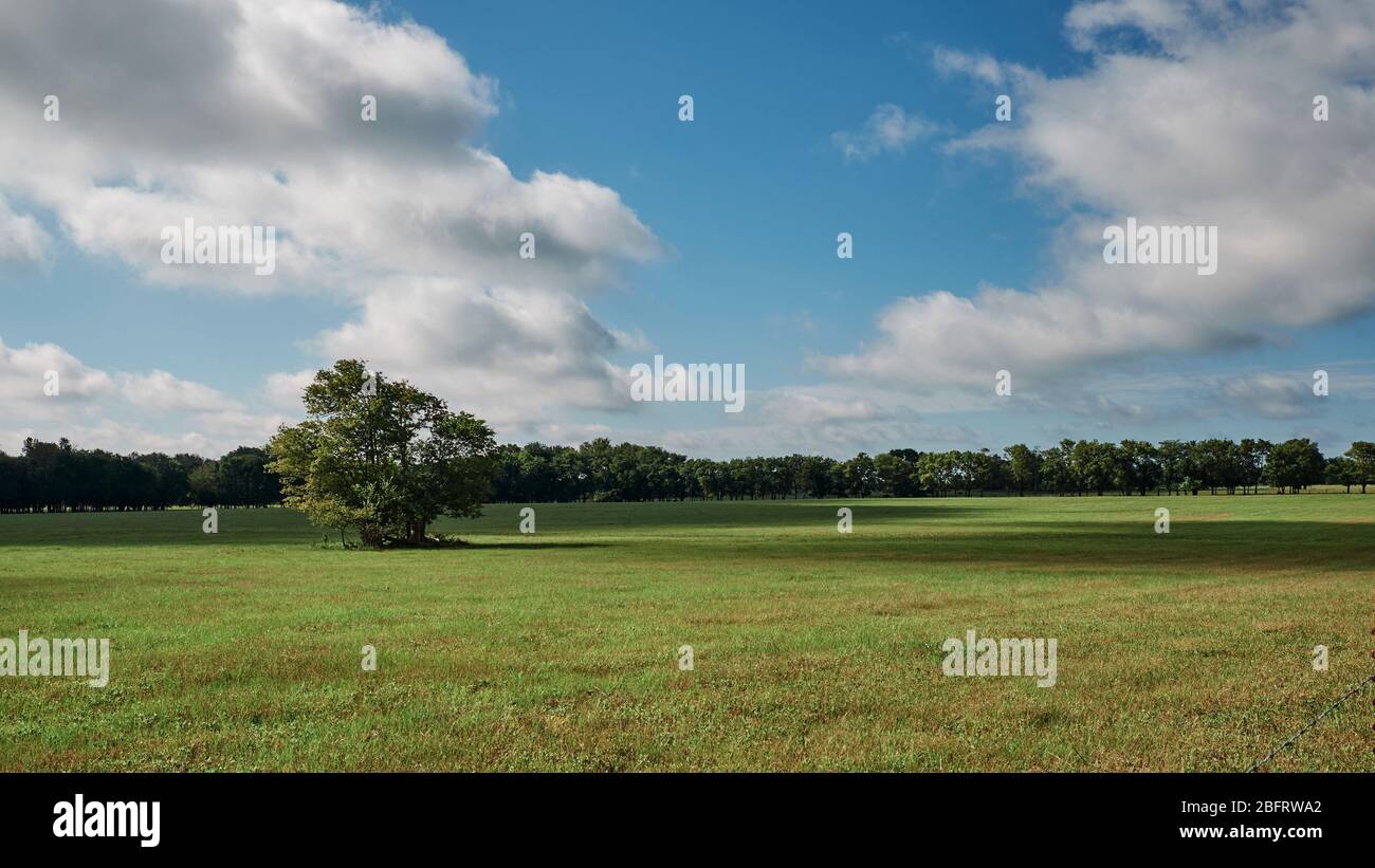 Champ ouvert vert ou pâturage sur une ferme ou un ranch avec un seul arbre au printemps ou en été en Alabama, aux États-Unis. Banque D'Images