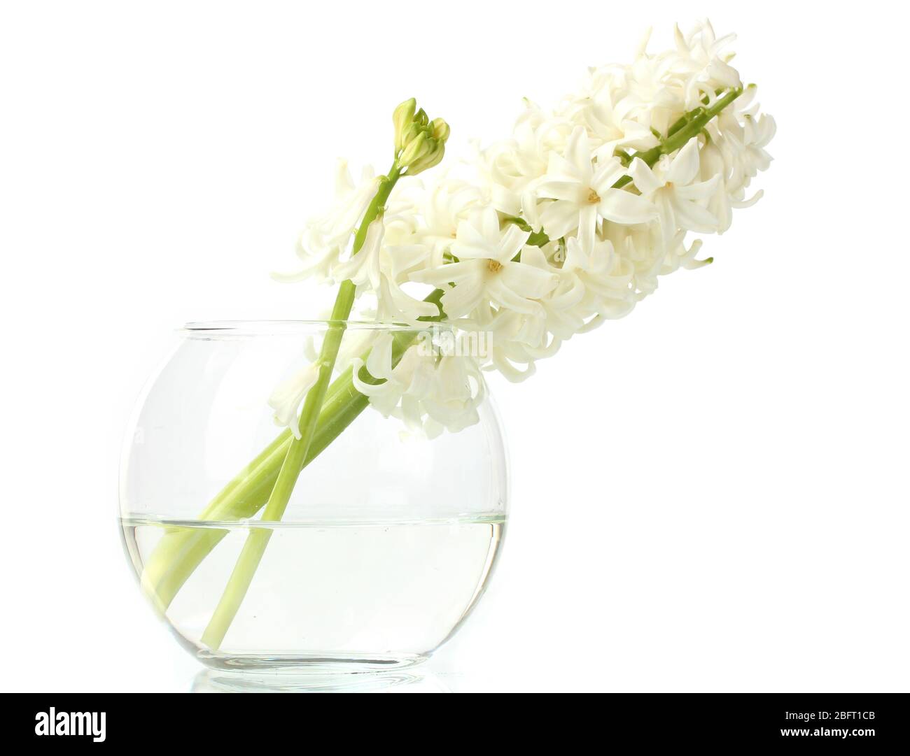 belle jacinthe blanche dans vase transparent isolée sur blanc Banque D'Images