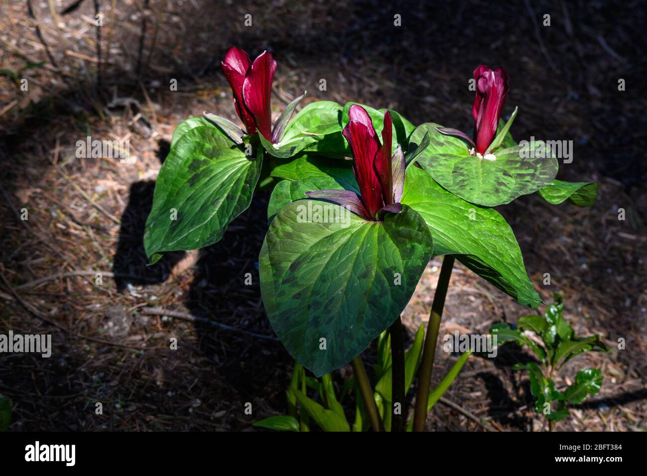 Les fleurs de trillium bordeaux profonds fleuissent dans un sunbeam dans la forêt Banque D'Images