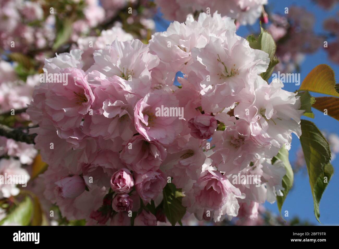 Les cerisiers de Yoshino à Bloom 2020. Banque D'Images