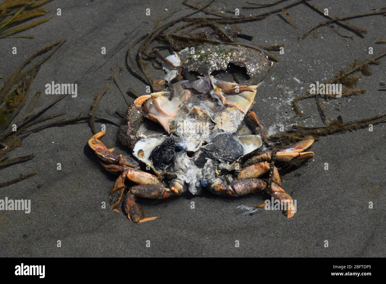 Crabe mort avec poumons noirs trouvés sur la plage Banque D'Images