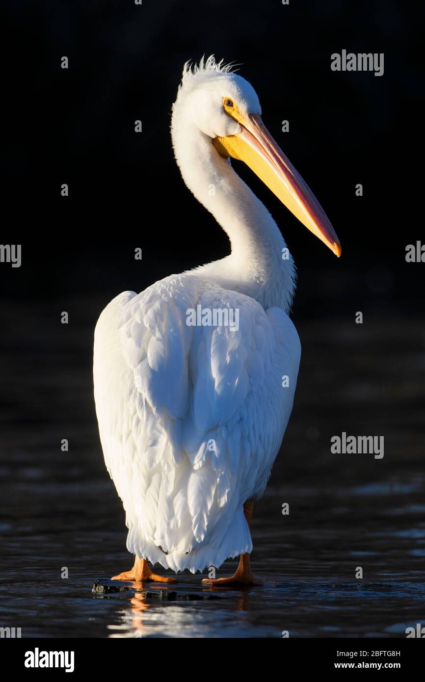 Pélican blanc (Pelecanus erythrorhynchos), White Rock Lake, Dallas, Texas Banque D'Images