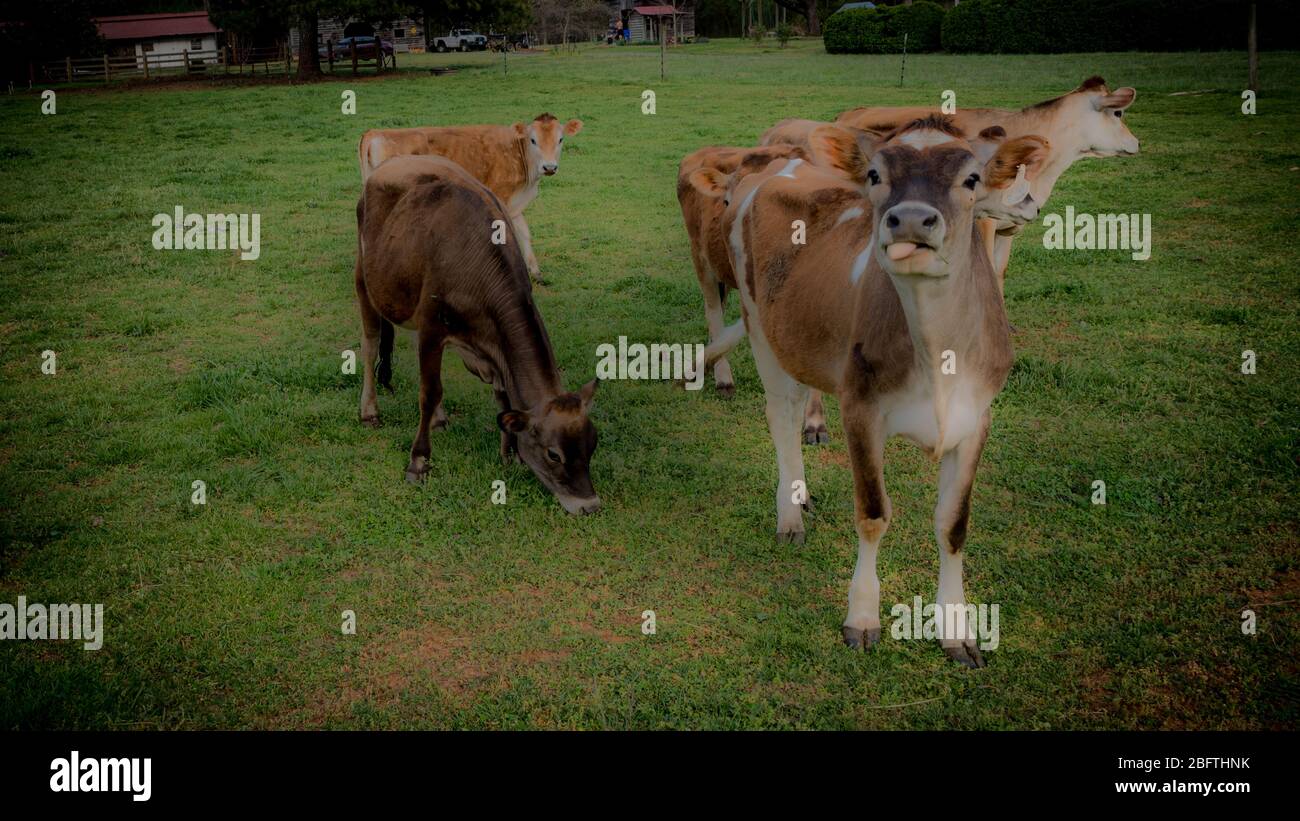 Petit troupeau de vaches debout dans un pâturage sur une ferme avec un qui colle c'est la langue hors Banque D'Images