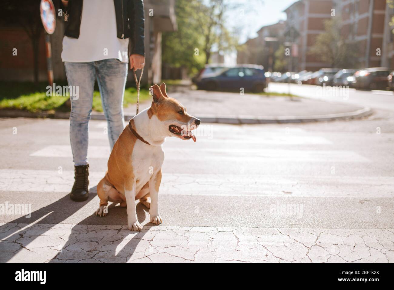 Belle race de chien American Staffordshire Terrier avec une fille caucasienne dans la rue Banque D'Images
