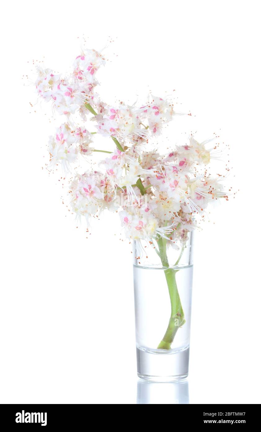 fleurs de châtaigniers dans un verre isolé sur blanc Banque D'Images