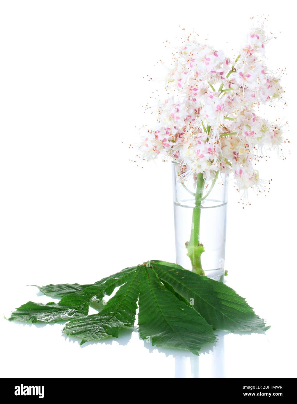 fleurs de châtaigniers dans un verre isolé sur blanc Banque D'Images