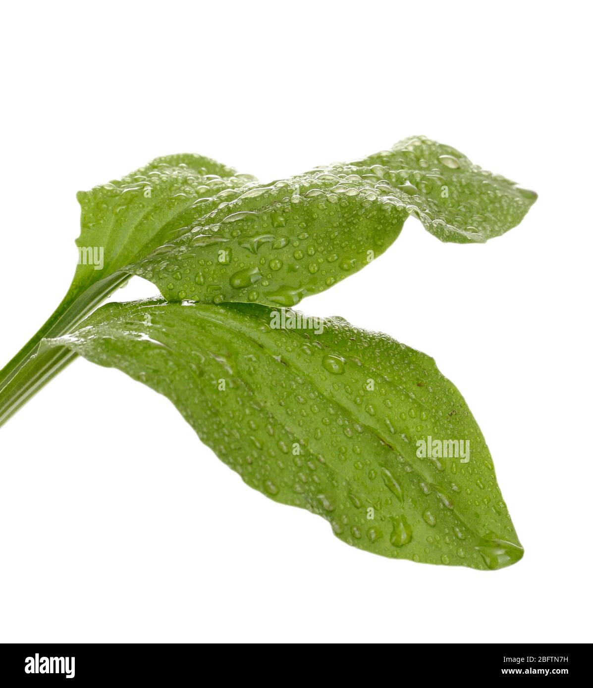 feuilles plantain avec gouttes isolées sur un blanc Banque D'Images