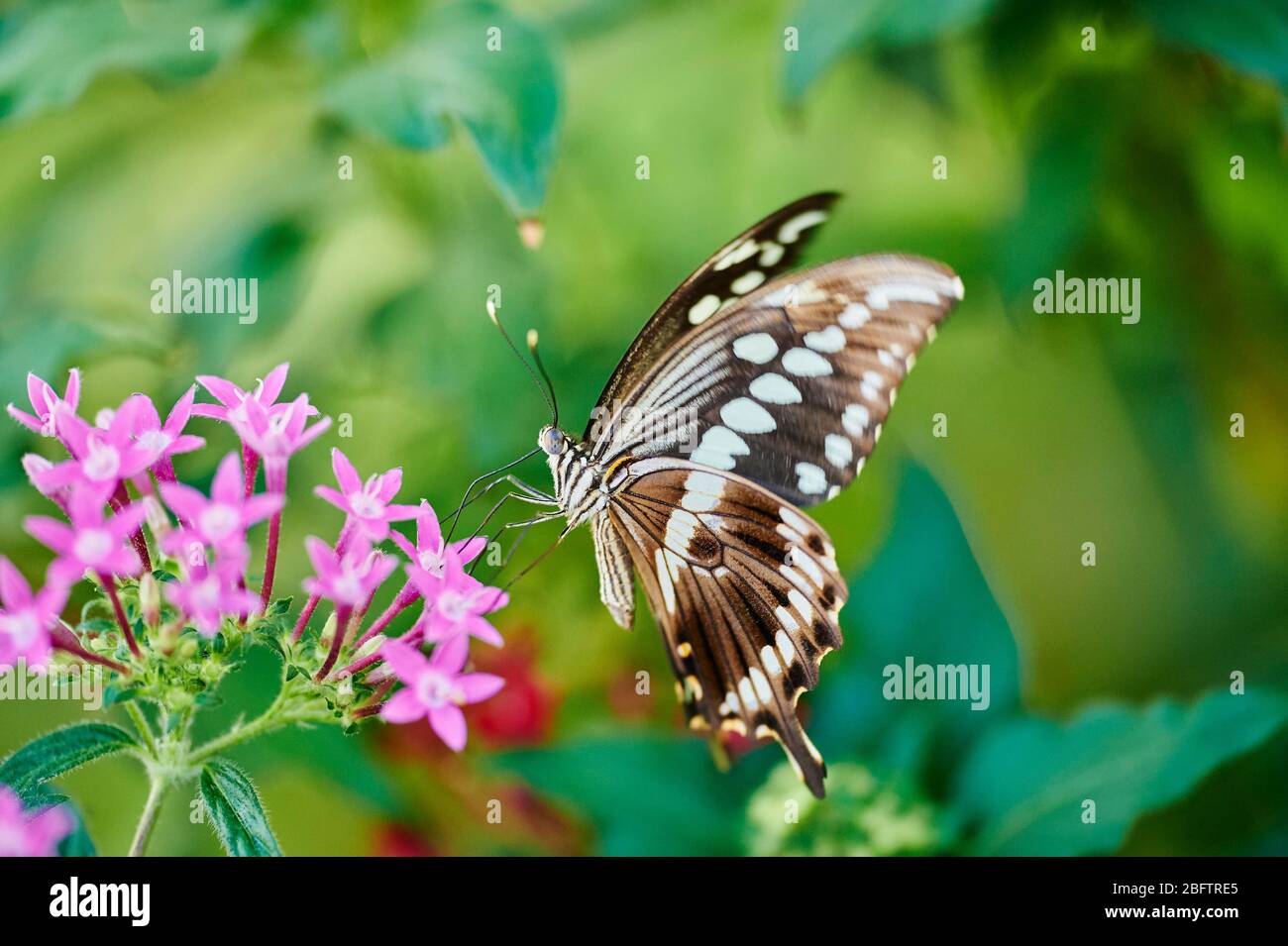 Géante des essaims (Papilio cresphontes) assis sur une fleur, Allemagne Banque D'Images