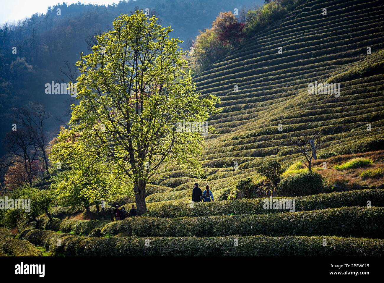 Beosong County, Corée du Sud - 18 AVRIL 2020: Boseong County abrite les champs de thé les plus producteurs de Corée, rendus pour la qualité du vert Banque D'Images