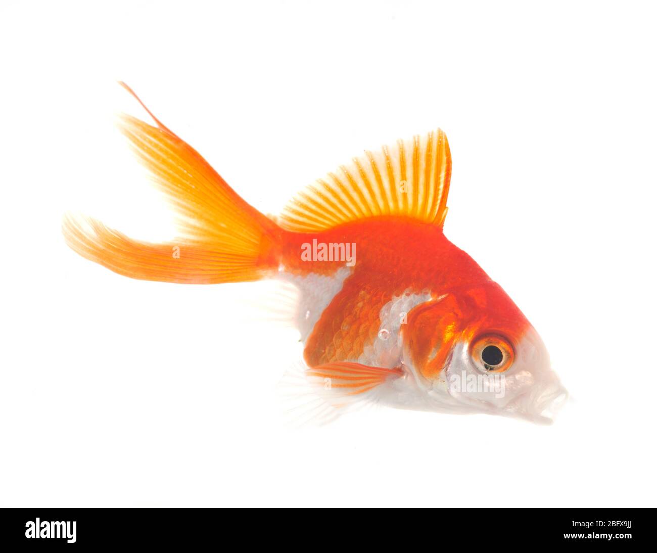 poisson rouge doré dans l'aquarium en face de fond blanc Banque D'Images