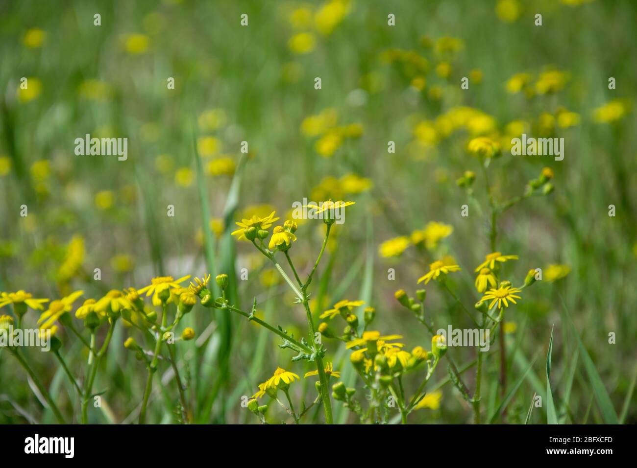 Champ de la magnifique Dahlberg Marguerite, pré avec fleurs sauvages et herbe verte. Fond bokeh jaune flou, flore saisonnière Banque D'Images